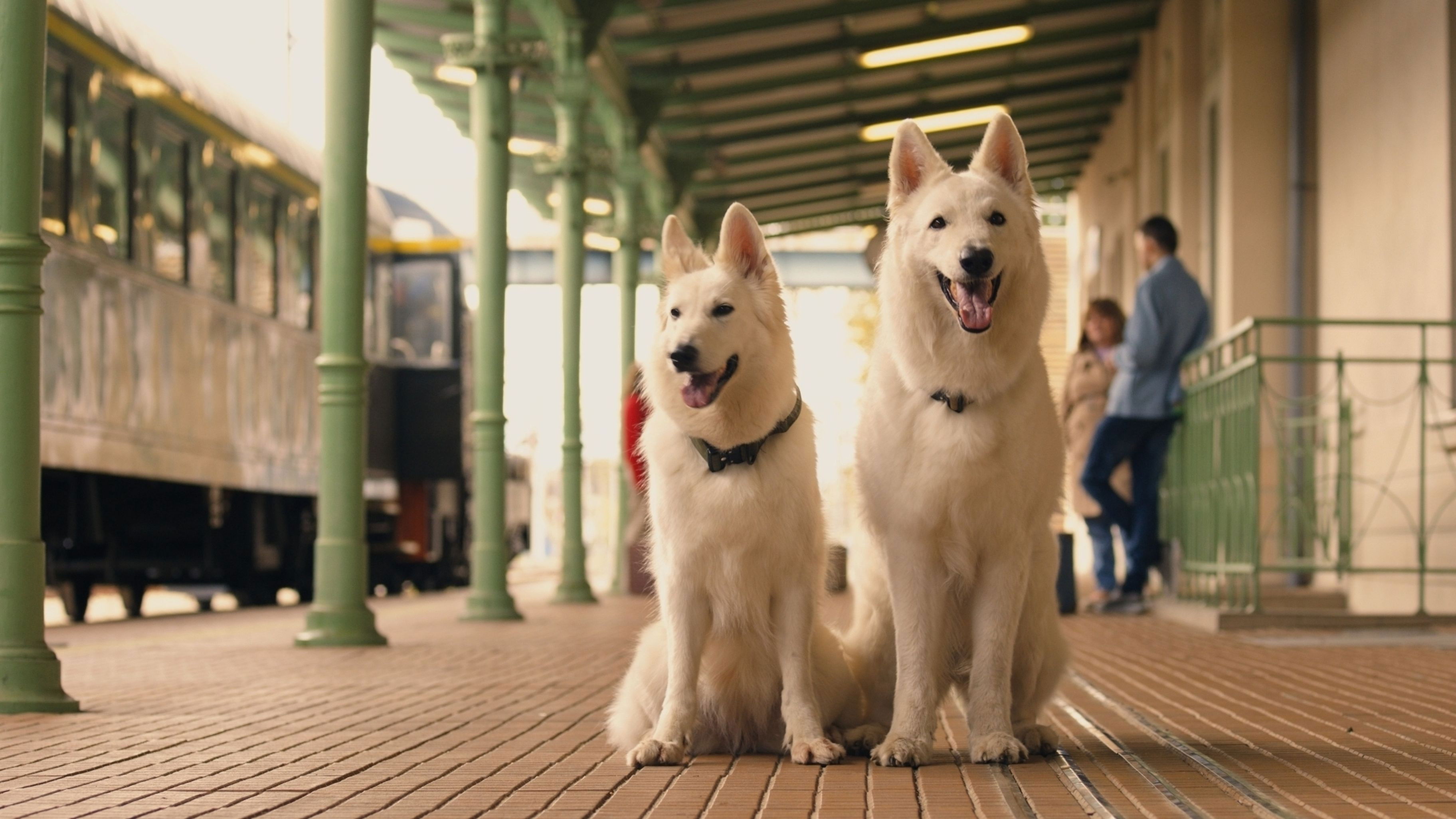 دانلود فیلم سگ قطار سوار 2 The Dog Who Travelled by Train 2 2025